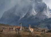 雷火电竞网址-引擎轰鸣中的终点线，当森林狼在快船赛道完成史诗级弯道超车