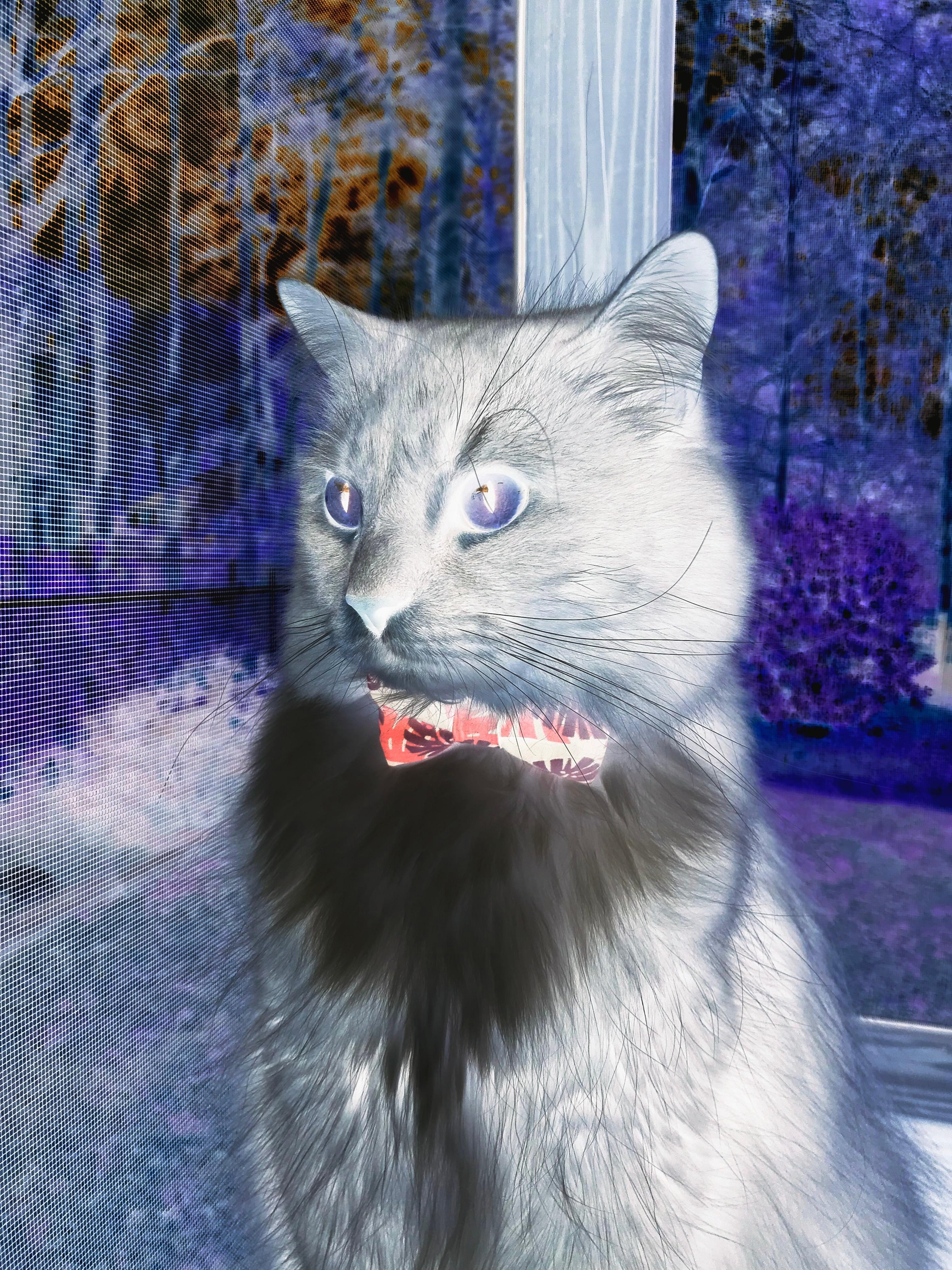 猎鹰之夜,浙江队如何将老鹰拖入绝境,福克斯成为破局者