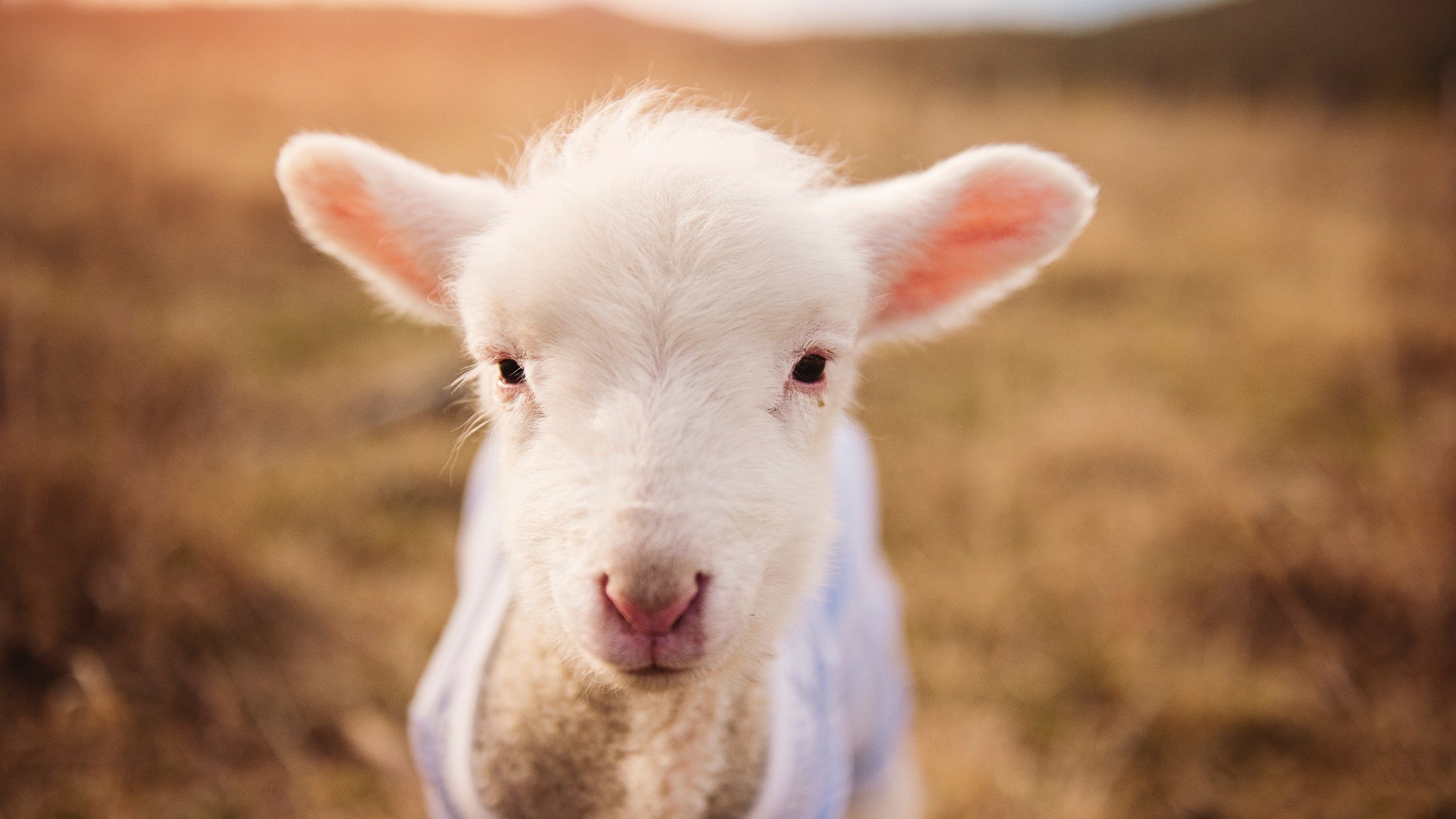 双线狂飙！字母哥惊天逆转导演出雷霆跨洋复仇记—广东队领先18分遭史诗级翻盘