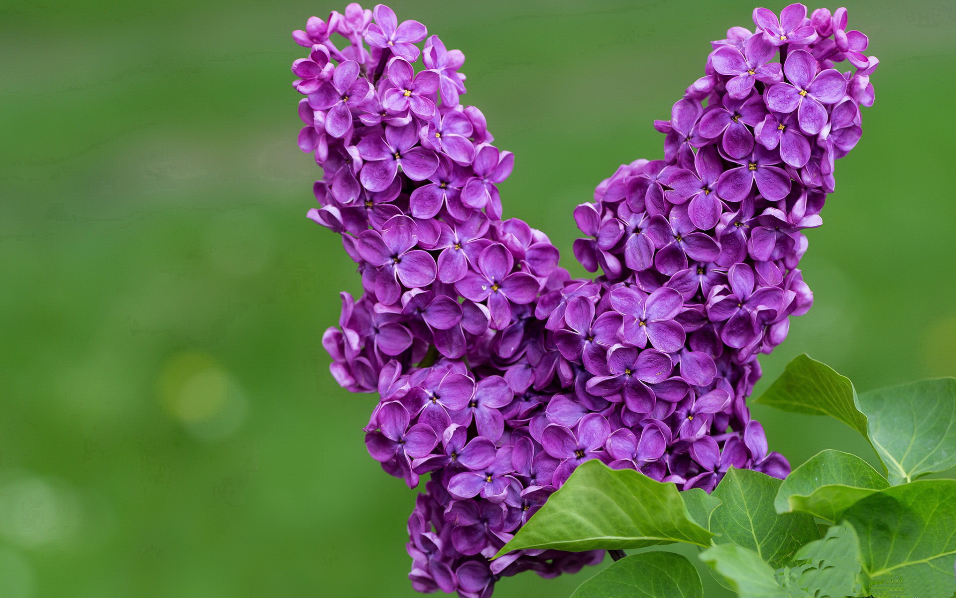 欧冠之夜,当拉梅洛以个人独奏,压低了全欧洲的噪音